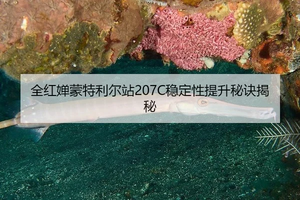 quan-hong-chan-meng-te-li-er-zhan-wen-ding-xing-ti-sheng-mi-jue-jie-mi-2-607.jpg